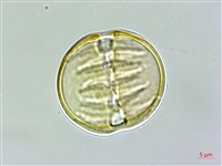 圓錐花遠志藏品圖，第1張