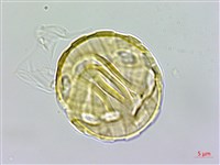 圓錐花遠志藏品圖，第2張