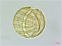 圓錐花遠志藏品圖，第3張