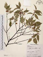 墨點櫻桃、黑星櫻藏品圖，第1張