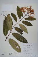 大錦蘭藏品圖，第1張