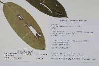 大錦蘭藏品圖，第2張