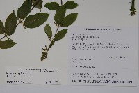 裡白忍冬、紅腺忍冬藏品圖，第2張