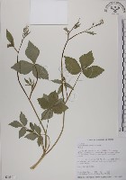 鴨兒芹藏品圖，第1張