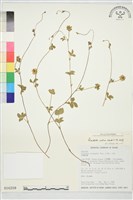 登錄號:S016208藏品圖，第1張