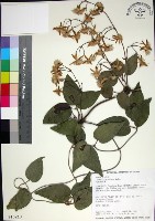 麥氏鐵線蓮藏品圖，第1張