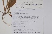 盾果草藏品圖，第2張