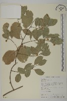 南華南蛇藤，青江藤藏品圖，第1張