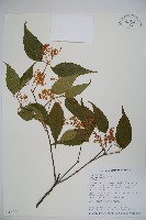 呂宋莢迷藏品圖，第1張