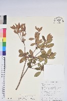 南澳杜鵑藏品圖，第1張