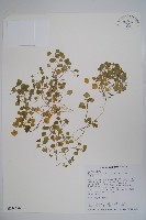 山桔梗藏品圖，第1張