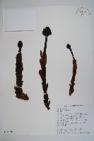 筆頭蛇菰藏品圖，第1張