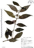 杜虹花，台灣紫珠藏品圖，第1張