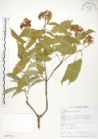 樟葉槭, 飛蛾子樹藏品圖，第1張