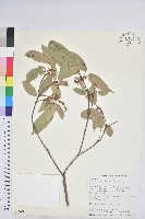 粗糠柴藏品圖，第1張