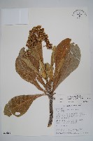 白水木藏品圖，第1張