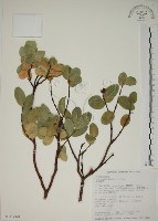 南嶺蕘花藏品圖，第1張