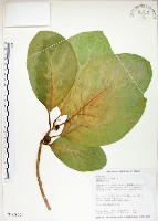 大冇榕、稜果榕藏品圖，第1張