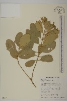 交趾衛矛藏品圖，第1張