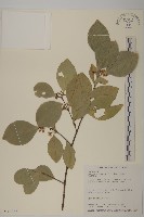 日本賽衛矛、日本假衛矛藏品圖，第1張