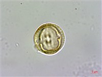 日本賽衛矛、日本假衛矛藏品圖，第2張