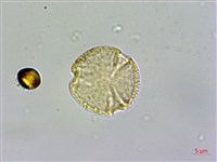 日本賽衛矛、日本假衛矛藏品圖，第3張