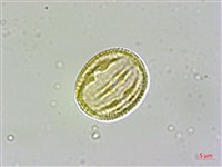 日本賽衛矛、日本假衛矛藏品圖，第4張