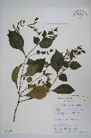 蘭嶼馬藍藏品圖，第1張