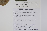 蘭嶼馬藍藏品圖，第5張