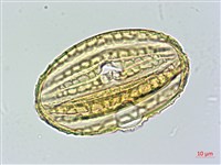 蘭嶼馬藍藏品圖，第2張