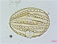 蘭嶼馬藍藏品圖，第3張