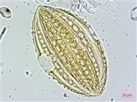 蘭嶼馬藍藏品圖，第4張