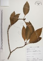 蘭嶼九節木藏品圖，第1張