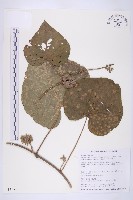 鱗蕊藤藏品圖，第1張