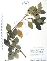 長果月橘藏品圖，第1張