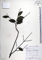 蘭嶼柿藏品圖，第1張