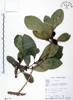 假三腳虌藏品圖，第1張