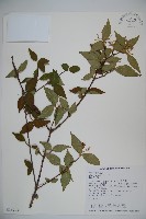 宜昌莢迷藏品圖，第1張