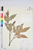 細刺苦櫧、草野錐果藏品圖，第1張