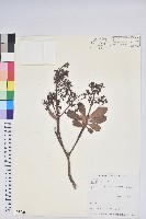 臺灣馬醉木藏品圖，第1張