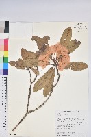 臺灣杜鵑藏品圖，第1張