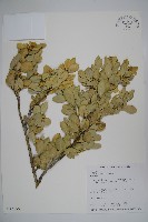 琉球黃楊藏品圖，第1張