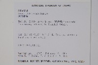 琉球黃楊藏品圖，第2張