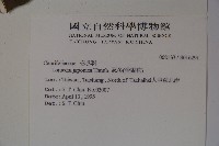 忍冬、金銀花藏品圖，第2張