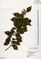 烏皮九芎、奮起湖野茉莉藏品圖，第1張