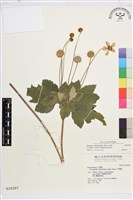 小白頭翁、野棉花藏品圖，第1張