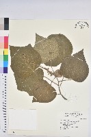 野桐藏品圖，第1張