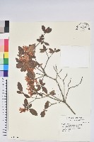 紅毛杜鵑藏品圖，第1張