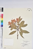 西施花、青紫木藏品圖，第1張