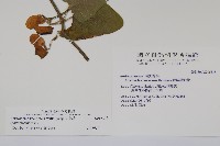 大葉馬兜鈴藏品圖，第2張